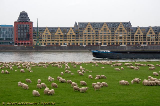  Schafe auf der Pollerwiese