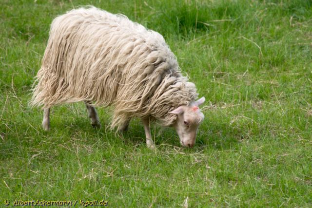  Schafe auf der Pollerwiese